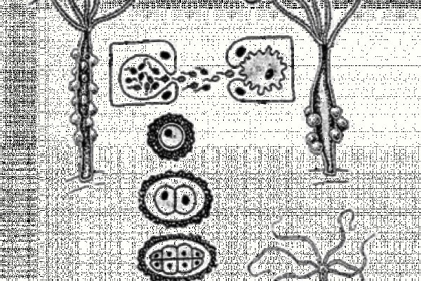 Kraken 6at